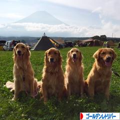 にほんブログ村 犬ブログ ゴールデンレトリバーへ