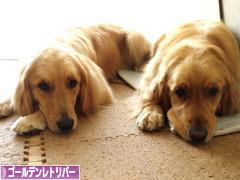 にほんブログ村 犬ブログ ゴールデンレトリバーへ