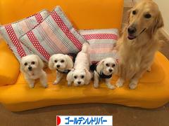 にほんブログ村 犬ブログ ゴールデンレトリバーへ