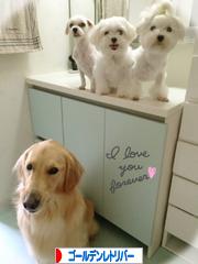 にほんブログ村 犬ブログ ゴールデンレトリバーへ