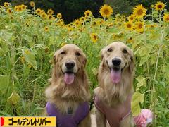 にほんブログ村 犬ブログ ゴールデンレトリバーへ