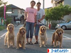 にほんブログ村 犬ブログ ゴールデンレトリバーへ