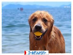 にほんブログ村 犬ブログ ゴールデンレトリバーへ