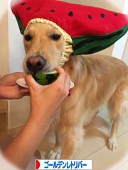 にほんブログ村 犬ブログ ゴールデンレトリバーへ