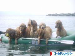 にほんブログ村 犬ブログ ゴールデンレトリバーへ