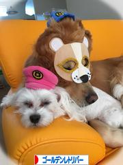 にほんブログ村 犬ブログ ゴールデンレトリバーへ
