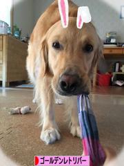にほんブログ村 犬ブログ ゴールデンレトリバーへ