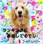 にほんブログ村 犬ブログ ゴールデンレトリバーへ