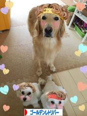 にほんブログ村 犬ブログ ゴールデンレトリバーへ