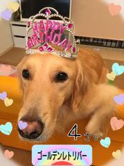 にほんブログ村 犬ブログ ゴールデンレトリバーへ