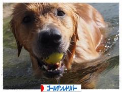 にほんブログ村 犬ブログ ゴールデンレトリバーへ