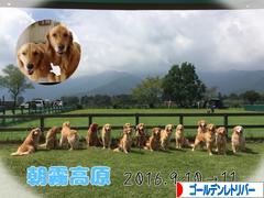 にほんブログ村 犬ブログ ゴールデンレトリバーへ