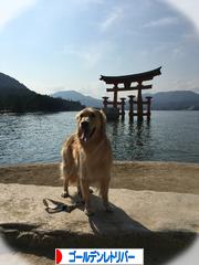 にほんブログ村 犬ブログ ゴールデンレトリバーへ