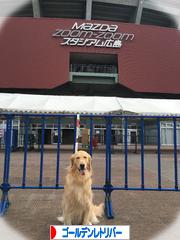 にほんブログ村 犬ブログ ゴールデンレトリバーへ