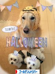 にほんブログ村 犬ブログ ゴールデンレトリバーへ