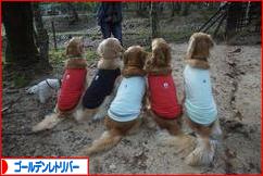 にほんブログ村 犬ブログ ゴールデンレトリバーへ