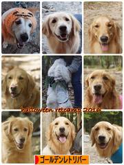 にほんブログ村 犬ブログ ゴールデンレトリバーへ