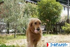 にほんブログ村 犬ブログ ゴールデンレトリバーへ