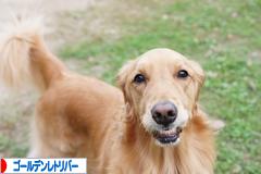 にほんブログ村 犬ブログ ゴールデンレトリバーへ