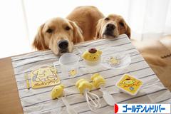 にほんブログ村 犬ブログ ゴールデンレトリバーへ