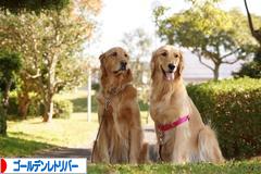 にほんブログ村 犬ブログ ゴールデンレトリバーへ