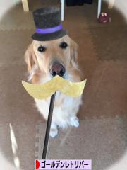 にほんブログ村 犬ブログ ゴールデンレトリバーへ