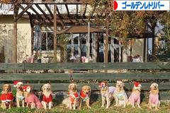 にほんブログ村 犬ブログ ゴールデンレトリバーへ