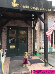 にほんブログ村 犬ブログ ゴールデンレトリバーへ