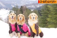 にほんブログ村 犬ブログ ゴールデンレトリバーへ