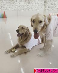 にほんブログ村 犬ブログ ゴールデンレトリバーへ