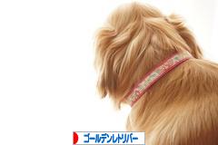 にほんブログ村 犬ブログ ゴールデンレトリバーへ