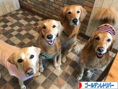 にほんブログ村 犬ブログ ゴールデンレトリバーへ