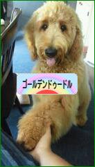 にほんブログ村 犬ブログ ゴールデンドゥードルへ