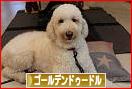 にほんブログ村 犬ブログ ゴールデンドゥードルへ