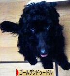 にほんブログ村 犬ブログ ゴールデンドゥードルへ