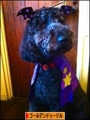 にほんブログ村 犬ブログ ゴールデンドゥードルへ