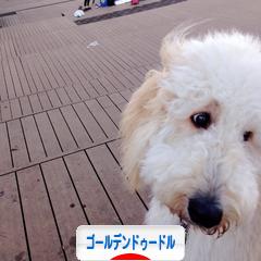 にほんブログ村 犬ブログ ゴールデンドゥードルへ