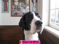 にほんブログ村 犬ブログ グレートデンへ