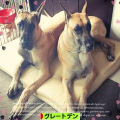 にほんブログ村 犬ブログ グレートデンへ