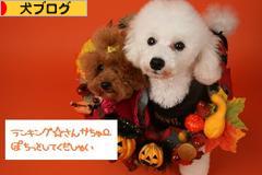 にほんブログ村 犬ブログへ