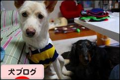 にほんブログ村 犬ブログへ