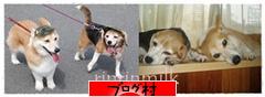 にほんブログ村 犬ブログへ