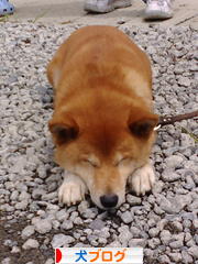 にほんブログ村 犬ブログへ