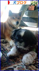 にほんブログ村 犬ブログへ