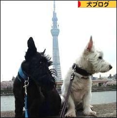 にほんブログ村 犬ブログへ
