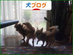 にほんブログ村 犬ブログへ