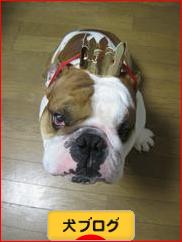にほんブログ村 犬ブログへ