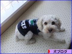 にほんブログ村 犬ブログへ