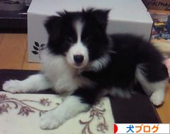 にほんブログ村 犬ブログへ