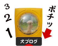 にほんブログ村 犬ブログへ